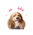 キャバプー3兄弟（個別スタンプ：19）
