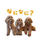 キャバプー3兄弟（個別スタンプ：20）
