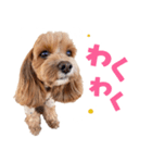キャバプー3兄弟（個別スタンプ：21）