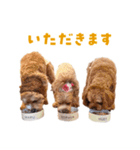 キャバプー3兄弟（個別スタンプ：22）