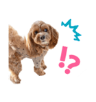 キャバプー3兄弟（個別スタンプ：23）