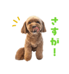 キャバプー3兄弟（個別スタンプ：26）