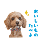 キャバプー3兄弟（個別スタンプ：28）