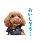 キャバプー3兄弟（個別スタンプ：29）