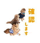 キャバプー3兄弟（個別スタンプ：30）
