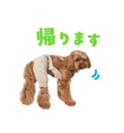 キャバプー3兄弟（個別スタンプ：31）