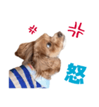 キャバプー3兄弟（個別スタンプ：32）