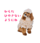 キャバプー3兄弟（個別スタンプ：36）