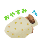キャバプー3兄弟（個別スタンプ：37）