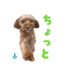 キャバプー3兄弟（個別スタンプ：38）