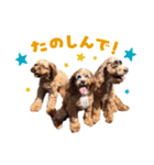 キャバプー3兄弟（個別スタンプ：39）