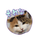 三毛吉白吉猫の日（個別スタンプ：1）