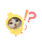 三毛吉白吉猫の日（個別スタンプ：2）