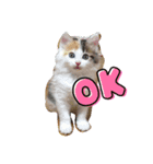 三毛吉白吉猫の日（個別スタンプ：3）