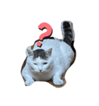 三毛吉白吉猫の日（個別スタンプ：4）