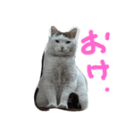 三毛吉白吉猫の日（個別スタンプ：5）