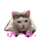 三毛吉白吉猫の日（個別スタンプ：6）