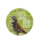 野鳥写真スタンプ【日常の言葉】（個別スタンプ：1）