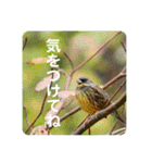 野鳥写真スタンプ【日常の言葉】（個別スタンプ：3）