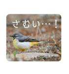 野鳥写真スタンプ【日常の言葉】（個別スタンプ：17）