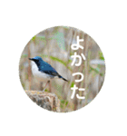 野鳥写真スタンプ【日常の言葉】（個別スタンプ：29）