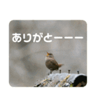 野鳥写真スタンプ【日常の言葉】（個別スタンプ：30）