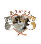 らぶちゃん仔猫時代（個別スタンプ：1）