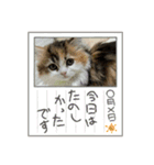 らぶちゃん仔猫時代（個別スタンプ：7）