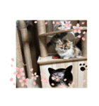 らぶちゃん仔猫時代（個別スタンプ：8）