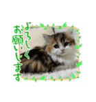 らぶちゃん仔猫時代（個別スタンプ：10）