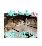 らぶちゃん仔猫時代（個別スタンプ：12）