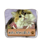 らぶちゃん仔猫時代（個別スタンプ：23）