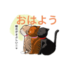 ウニギンテン2   うちのねこ（個別スタンプ：11）