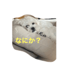 しろくろまめスタンプ（個別スタンプ：1）