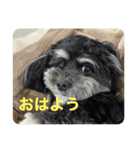 しろくろまめスタンプ（個別スタンプ：4）