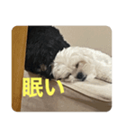 しろくろまめスタンプ（個別スタンプ：5）