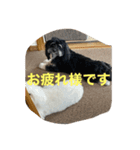 しろくろまめスタンプ（個別スタンプ：8）