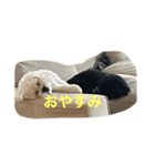 しろくろまめスタンプ（個別スタンプ：13）