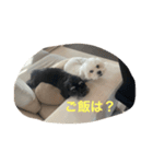 しろくろまめスタンプ（個別スタンプ：14）