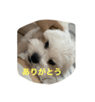 しろくろまめスタンプ（個別スタンプ：16）