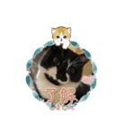 杉村家のみゃーこちゃんたち（個別スタンプ：2）