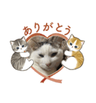 杉村家のみゃーこちゃんたち（個別スタンプ：4）
