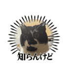 杉村家のみゃーこちゃんたち（個別スタンプ：5）