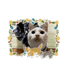 杉村家のみゃーこちゃんたち（個別スタンプ：7）