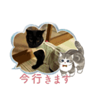 杉村家のみゃーこちゃんたち（個別スタンプ：8）