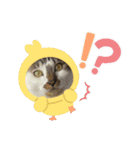 杉村家のみゃーこちゃんたち（個別スタンプ：9）