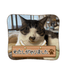 杉村家のみゃーこちゃんたち（個別スタンプ：10）