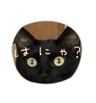 杉村家のみゃーこちゃんたち（個別スタンプ：12）