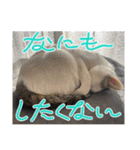 杉村家のみゃーこちゃんたち（個別スタンプ：13）