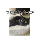 杉村家のみゃーこちゃんたち（個別スタンプ：15）